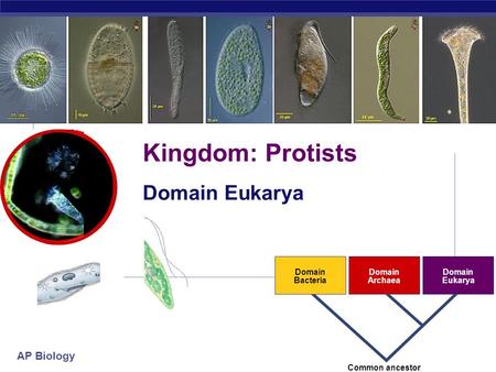 AP Biology 2007-2008 Domain Bacteria Domain Archaea Domain Eukarya Common ancestor Kingdom: Protists Domain Eukarya.