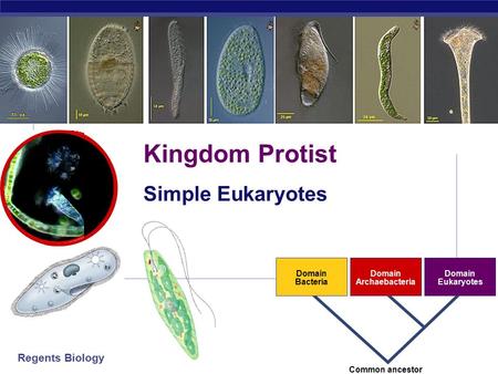 Regents Biology 2006-2007 Domain Bacteria Domain Archaebacteria Domain Eukaryotes Common ancestor Kingdom Protist Simple Eukaryotes.