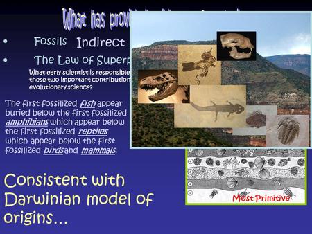Fossils The Law of Superposition Consistent with Darwinian model of origins… Most Primitive Most Complex What early scientist is responsible for these.