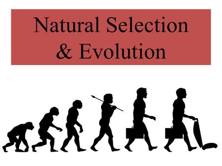 Natural Selection & Evolution. Answer these questions as we go… 1.What island did Charles Darwin research while on the HMS Beagle? 2.What is natural selection?
