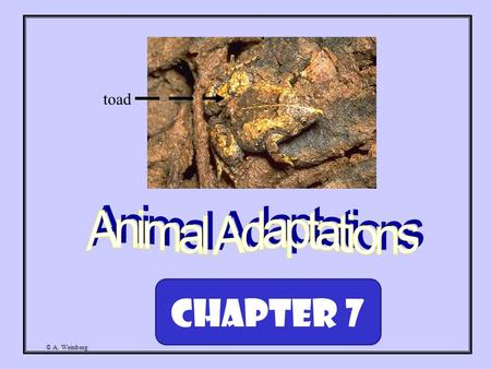 © A. Weinberg toad Chapter 7. © A. Weinberg Course of Study: Describe behaviors and body structures that help animals survive in particular habitats.