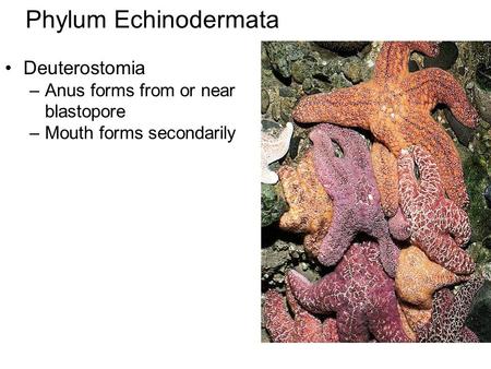 Phylum Echinodermata Deuterostomia Anus forms from or near blastopore