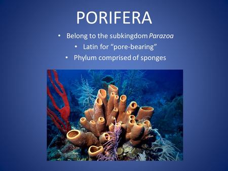 PORIFERA Belong to the subkingdom Parazoa Latin for “pore-bearing” Phylum comprised of sponges.