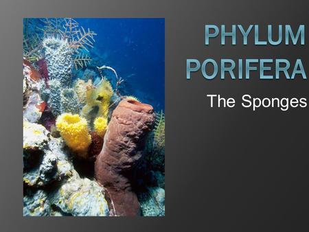 The Sponges. General Characteristics  Porifera means “full of holes”  Sponges are the simplest of animals  Live in both freshwater and saltwater. 