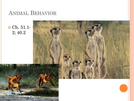 A NIMAL B EHAVIOR Ch. 51.1- 2; 40.2. Ethology: the study of behavior How is this happening? Proximate causation-how a behavior occurs Genetic basis, physiologic,