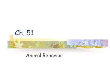 Ch. 51 Animal Behavior. Behavior Behavior is what an animal does and how it does it It Includes muscular and non-muscular activity.