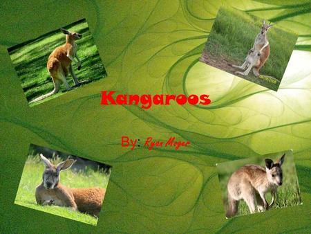Kangaroos By: Ryan Moger. Physical traits They have sensitive ears to hear predators coming. They have a long tail to use as a fifth leg. They have big.