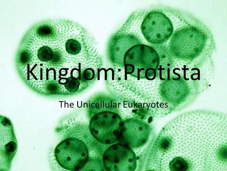 Kingdom:Protista The Unicellular Eukaryotes. Protista Eukaryotic Usually unicellular (One group of multicellular protista – the red, green and brown algae)