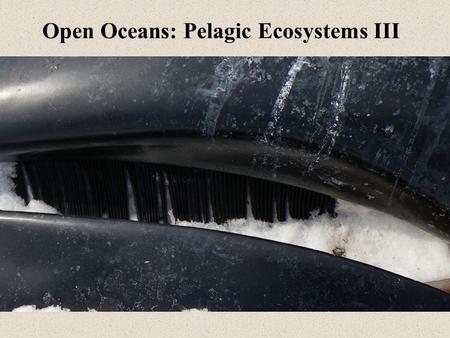 Open Oceans: Pelagic Ecosystems III. Comparing the makeup of water and plankton Mean Elemental Ratios of N, and P Organisms: 16.0N / 1P Sea Water: 14.7N.