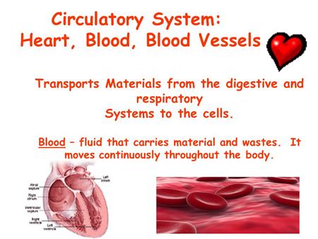 Circulatory System: Heart, Blood, Blood Vessels