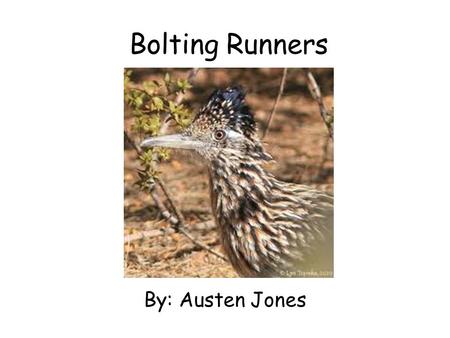 Bolting Runners By: Austen Jones. Table of Contents Introduction…………..1 diet…………………………...2 habitat……………………..3 protection………………..4 Look like……………………5 growing……………………..6.