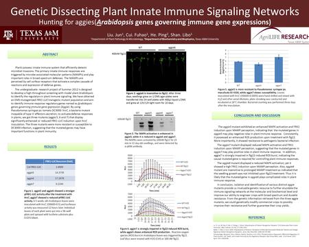 Genetic Dissecting Plant Innate Immune Signaling Networks Hunting for aggies(Arabidopsis genes governing immune gene expressions) Plants possess innate.