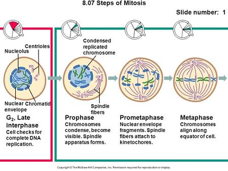 8.07 Steps of Mitosis Slide number: 1 Copyright © The McGraw-Hill Companies, Inc. Permission required for reproduction or display. G 2, Late interphase.