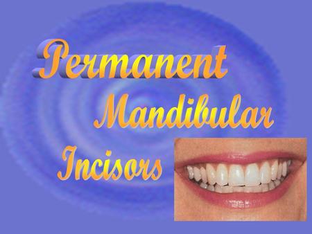 Permanent Mandibular Incisors.