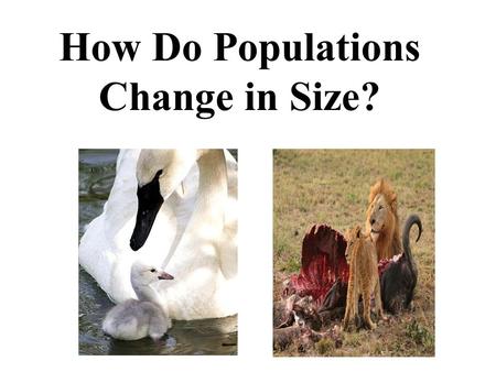 How Do Populations Change in Size?. Populations A population is all the members of a species living in the same place at the same time. A population is.