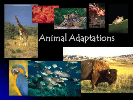 Animal Adaptations. How do animals meet their needs? An animal’s physical properties helps it to survive. An animal’s physical properties helps it to.