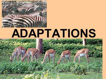 ADAPTATIONS. ADAPTATION A CHARACTERISTIC THAT HELPS AN ORGANISM SURVIVE AND REPRODUCE IN ITS ENVIRONMENT.