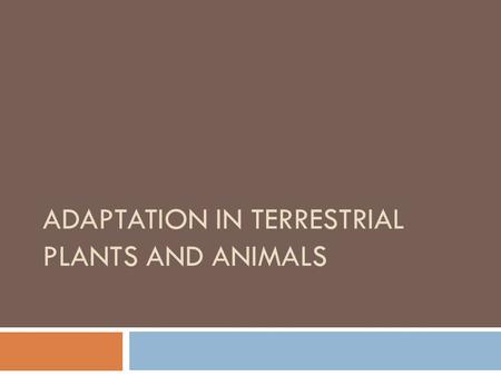 ADAPTATION IN terrestrial PLANTS AND ANIMALS