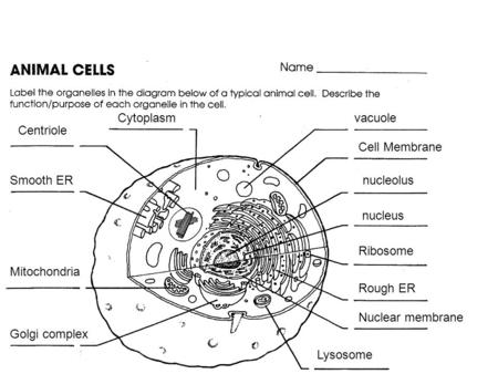 Cytoplasm vacuole Centriole Cell Membrane Smooth ER nucleolus nucleus