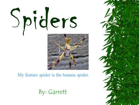 By: Garrett Spiders My feature spider is the banana spider.