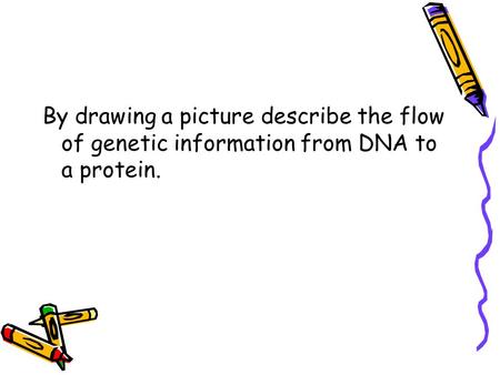 By drawing a picture describe the flow of genetic information from DNA to a protein.