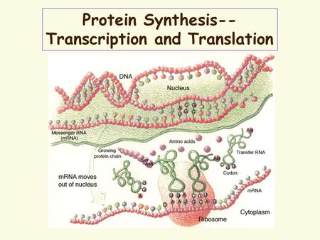Protein Synthesis-- Transcription and Translation.