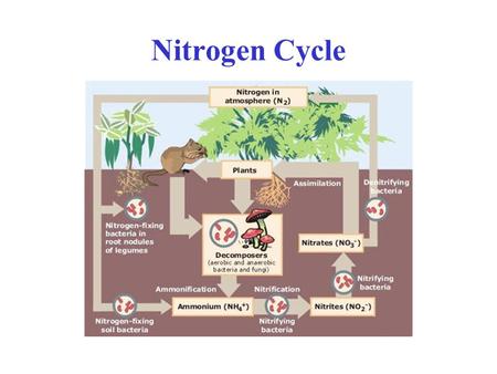 Nitrogen Cycle. Summary of Protein and Amino Acid Metabolism.