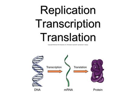 Replication Transcription Translation. DNA 1.Its structure is a Double Helix 2. Made up of nucleotides which consist of a phosphate group, a sugar, and.
