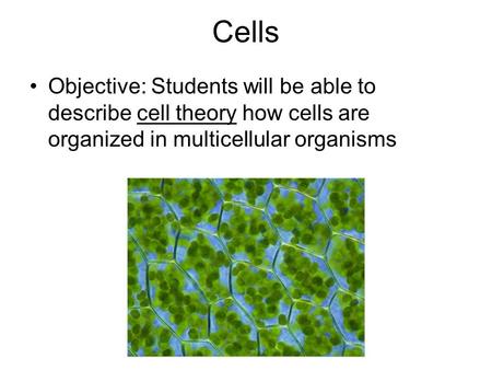 Cells Objective: Students will be able to describe cell theory how cells are organized in multicellular organisms.