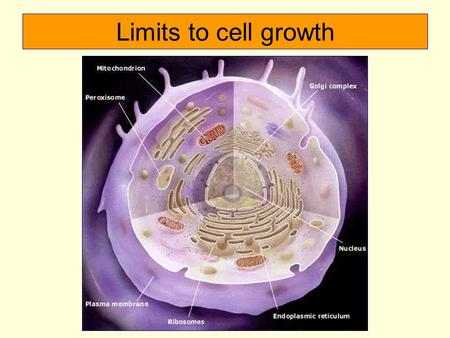 Limits to cell growth. Why does a cell divide? 1. The larger a cell becomes, the more demand on its DNA. 2. Cell has more trouble moving nutrients and.