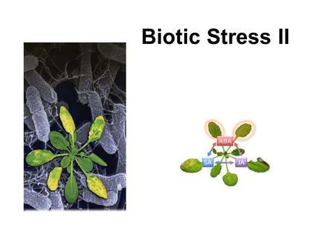 Biotic Stress II. 1. Agents of Biotic Stress 2. Physical and chemical barriers and pathogen recognition 3. Basal Immune System 4. SAR 5. Hipersensitivity.