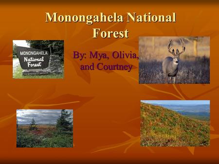 Monongahela National Forest By: Mya, Olivia, and Courtney.