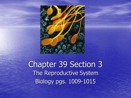 The Reproductive System Biology pgs