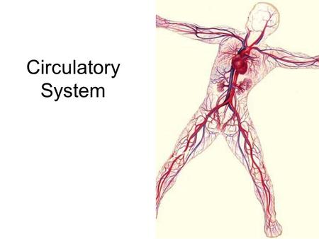Circulatory System.