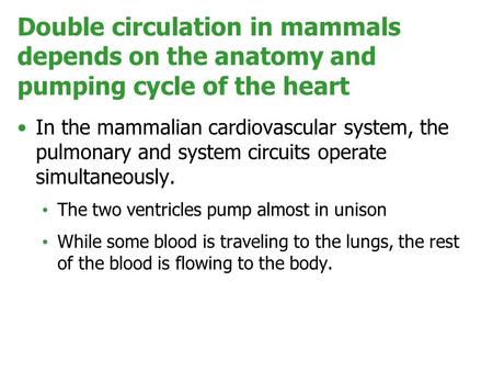 In the mammalian cardiovascular system, the pulmonary and system circuits operate simultaneously. The two ventricles pump almost in unison While some blood.