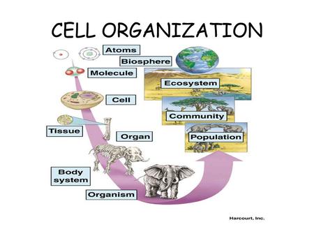 CELL ORGANIZATION. Cell Organization In unicellular (single- celled) organisms, the single cell performs all life functions. It functions independently.