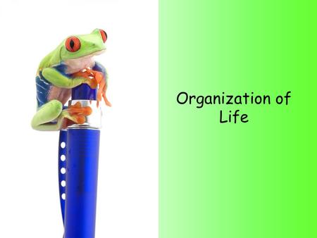 Organization of Life. The Organization of Life Objective: You will be able to explain the levels of organization and put them in the correct order. Itinerary: