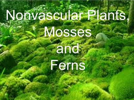 Nonvascular Plants, Mosses and Ferns.