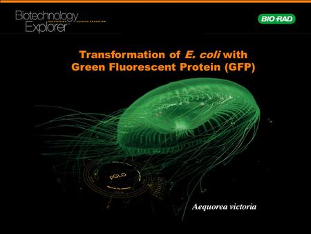 Transformation of E. coli with Green Fluorescent Protein (GFP)