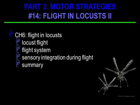 H CH6: flight in locusts H locust flight H flight system H sensory integration during flight H summary PART 3: MOTOR STRATEGIES #14: FLIGHT IN LOCUSTS.