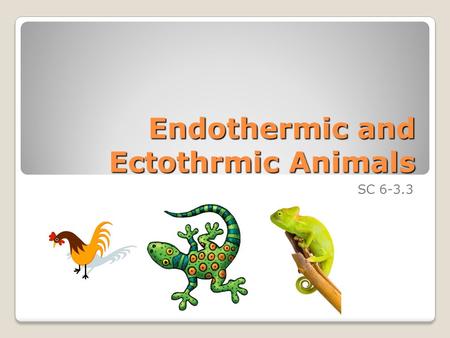 Endothermic and Ectothrmic Animals