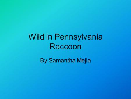Wild in Pennsylvania Raccoon By Samantha Mejia. Introduction Did you know that a raccoon is a relative of a bear? Well they are. Read on to learn more.