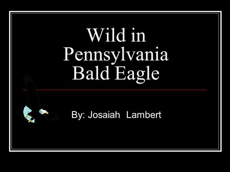 Wild in Pennsylvania Bald Eagle By: Josaiah Lambert.