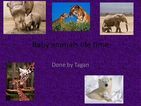 Baby animals life time Done by Tagan. The baby elephant life time The life cycle of the elephant can be into 3 main periods The life cycle of the elephant.
