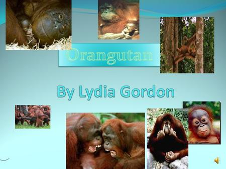 Orangutan By Lydia Gordon.
