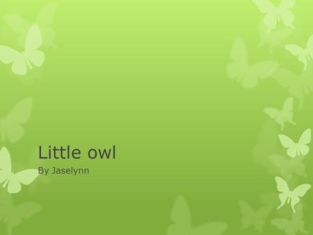 Little owl By Jaselynn. Appearance  It has a yellow beak  It has white, brown feathers  It has black toe nails.