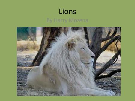 Lions By Harry Mozena. Classification and Description Panthera leo Mammal 550 lbs.,12 ft. long Small legs, baby male no mane.