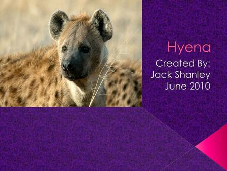 You were in Africa walking in the wild and you hear something laughing behind you. You turned around and there were 3 hyenas. You were scared and amazed.