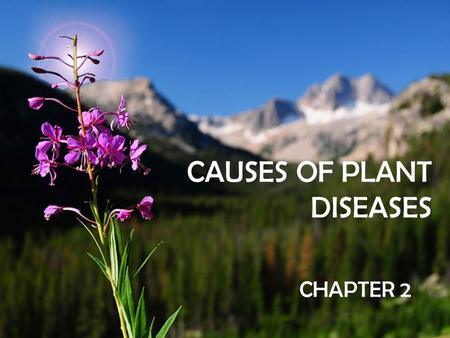 CAUSES OF PLANT DISEASES