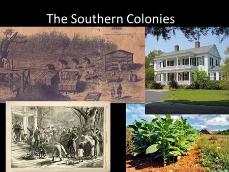 The Southern Colonies. Much warmer climate than either the New England or Middle colonies Long growing seasons made it perfect for cash crops (i.e.